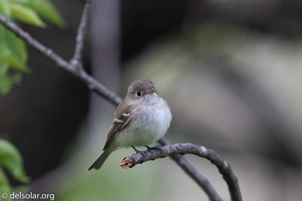 Canon EOS 7D Mark II  --  EF600mm f/4L IS II USM -- 1/1250 sec at f / 4.5 -- ISO 1250 -- 0 EV -- 