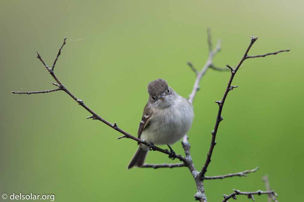 Canon EOS 7D Mark II  --  EF600mm f/4L IS II USM -- 1/2500 sec at f / 4.5 -- ISO 1250 -- 0 EV -- 