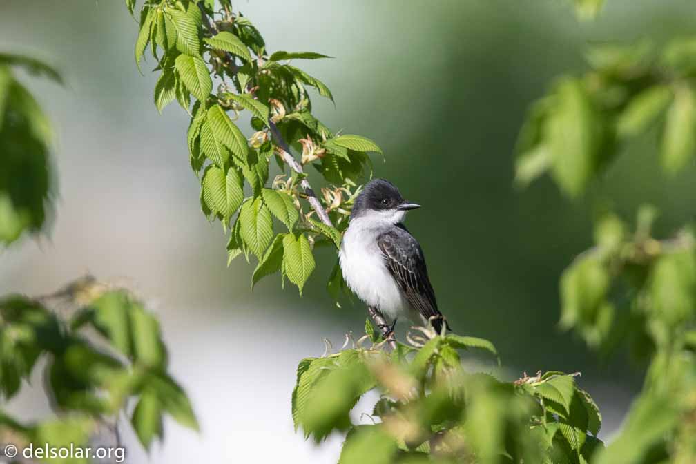 Canon EOS 7D Mark II  --  EF600mm f/4L IS II USM -- 1/8000 sec at f / 4.5 -- ISO 800 -- 0 EV -- 