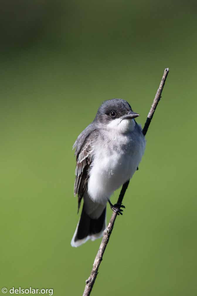 Canon EOS 7D Mark II  --  EF600mm f/4L IS II USM -- 1/5000 sec at f / 4.5 -- ISO 800 -- 0 EV -- 