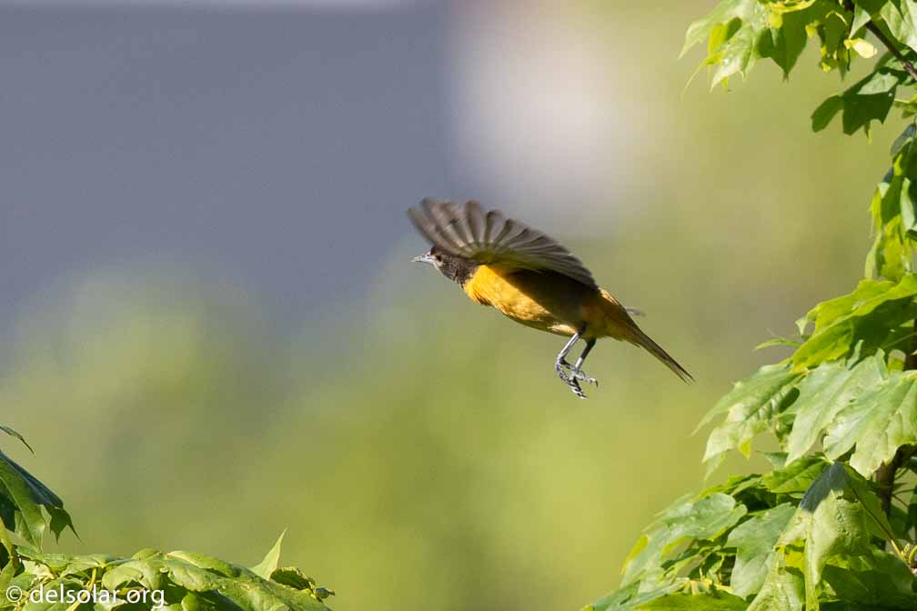 Canon EOS 7D Mark II  --  EF600mm f/4L IS II USM -- 1/2500 sec at f / 5.6 -- ISO 640 -- 0 EV -- 