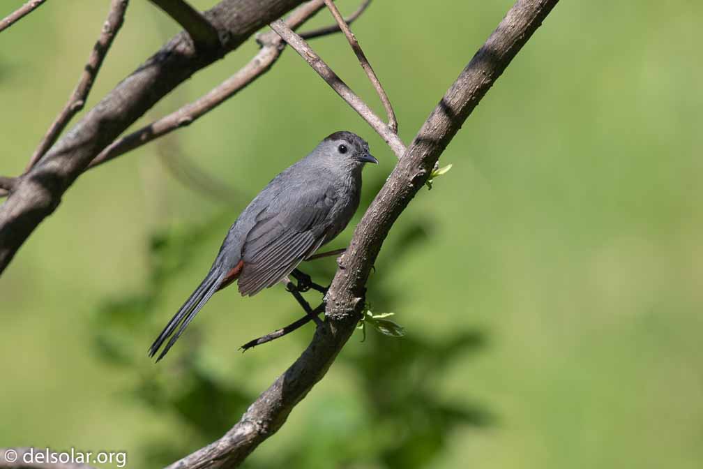 Canon EOS 7D Mark II  --  EF600mm f/4L IS II USM -- 1/1000 sec at f / 5.0 -- ISO 200 -- 0 EV -- 