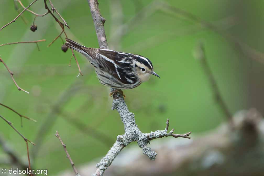 ILCE-7M3  --  FE 200-600mm F5.6-6.3 G OSS -- 1/1000 sec at f / 6.3 -- ISO 1250 -- 0 EV -- 