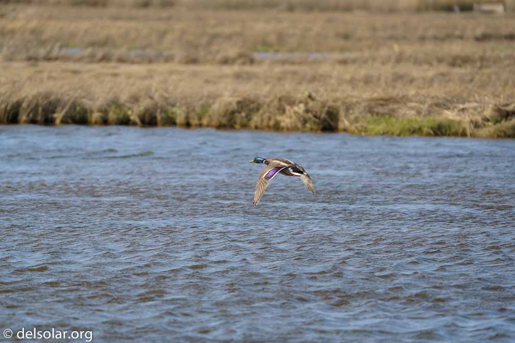 ILCE-7M3  --  FE 200-600mm F5.6-6.3 G OSS -- 1/1000 sec at f / 6.3 -- ISO 320 -- 0 EV -- 