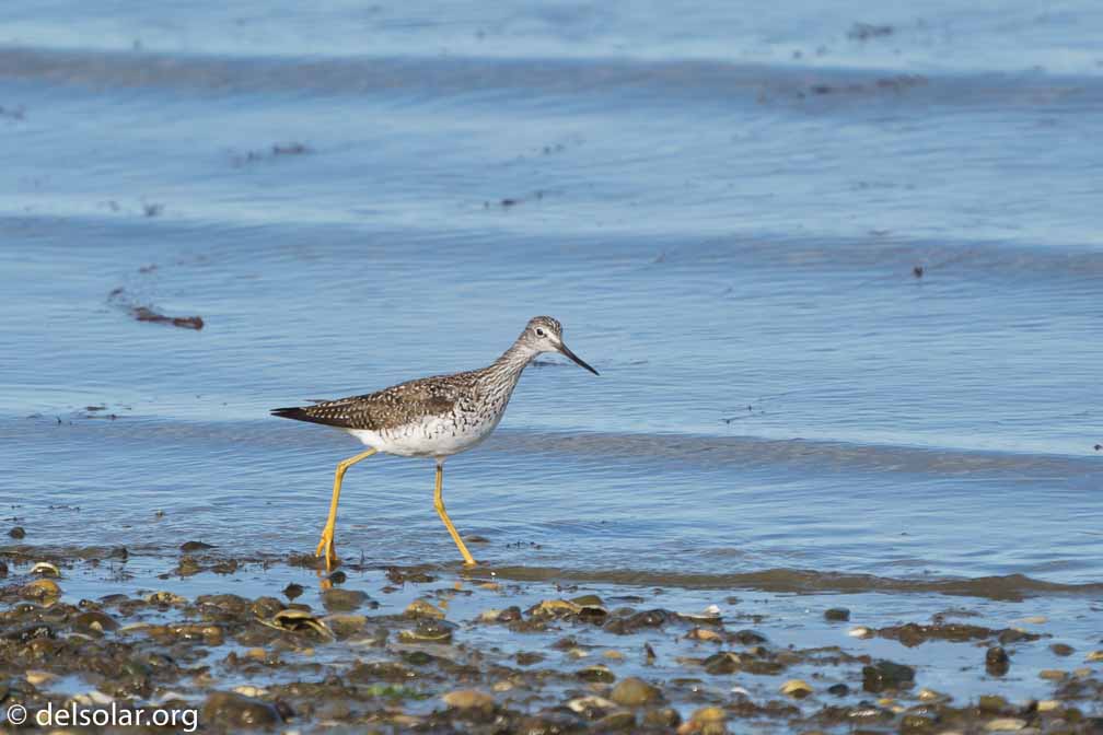 ILCE-7M3  --  FE 200-600mm F5.6-6.3 G OSS -- 1/1000 sec at f / 6.3 -- ISO 200 -- 0 EV -- 