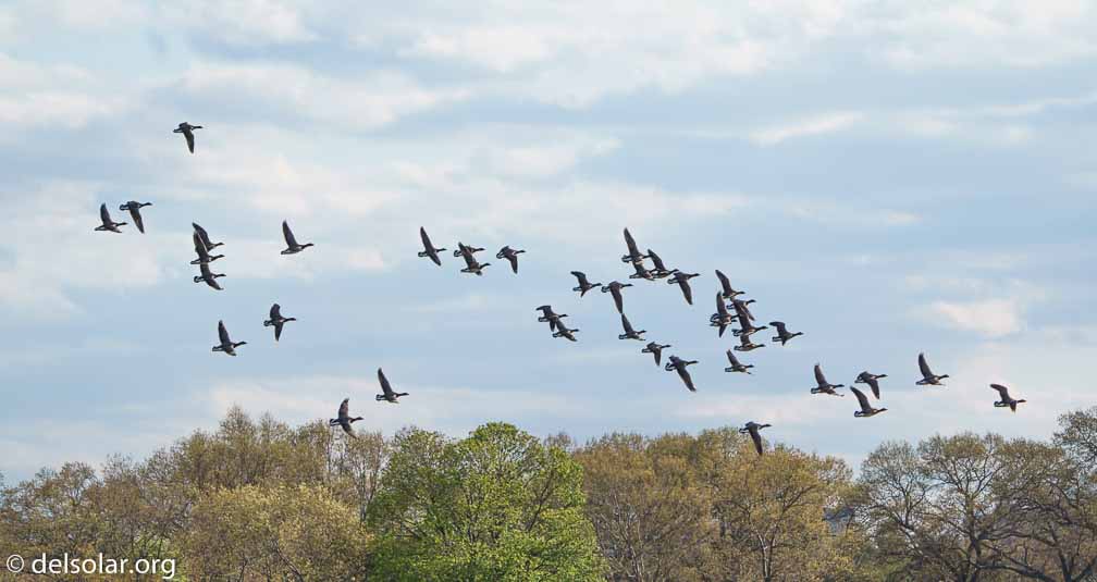 ILCE-7M3  --  FE 200-600mm F5.6-6.3 G OSS -- 1/1000 sec at f / 5.6 -- ISO 160 -- 0 EV -- 