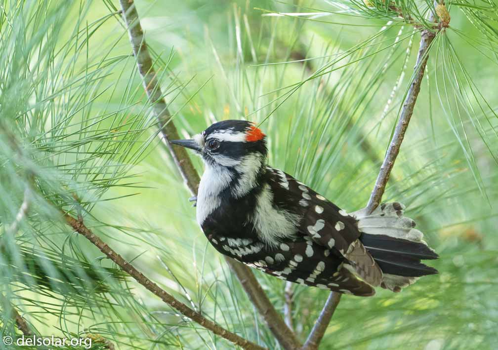 ILCE-7M3  --  FE 200-600mm F5.6-6.3 G OSS -- 1/1000 sec at f / 6.3 -- ISO 3200 -- 3/10 EV -- 