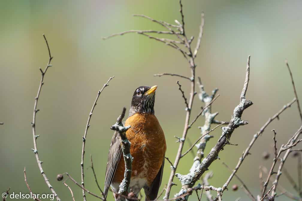 ILCE-7M3  --  FE 200-600mm F5.6-6.3 G OSS -- 1/1000 sec at f / 6.3 -- ISO 400 -- 3/10 EV -- 