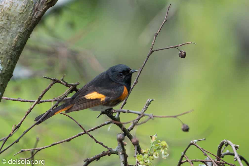 ILCE-6500  --  FE 200-600mm F5.6-6.3 G OSS -- 1/1000 sec at f / 6.3 -- ISO 1000 -- 0 EV -- 