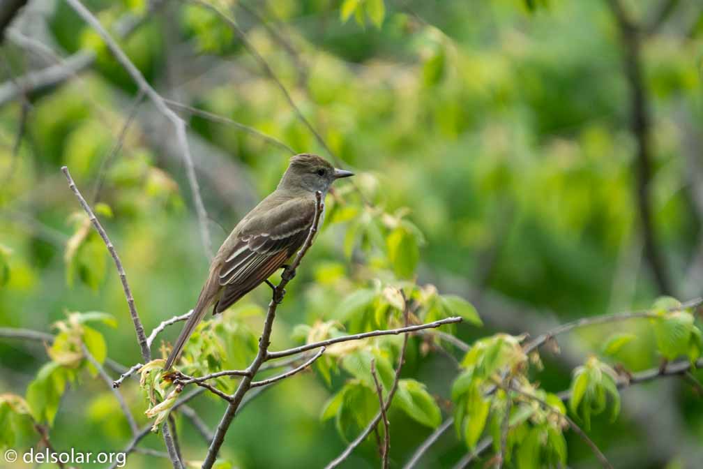 ILCE-6500  --  FE 200-600mm F5.6-6.3 G OSS -- 1/1000 sec at f / 6.3 -- ISO 800 -- 0 EV -- 