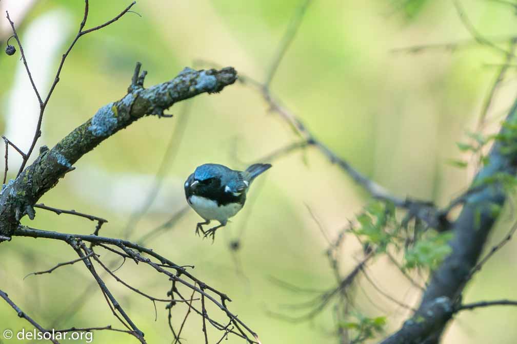 ILCE-6500  --  FE 200-600mm F5.6-6.3 G OSS -- 1/1000 sec at f / 6.3 -- ISO 1600 -- 0 EV -- 