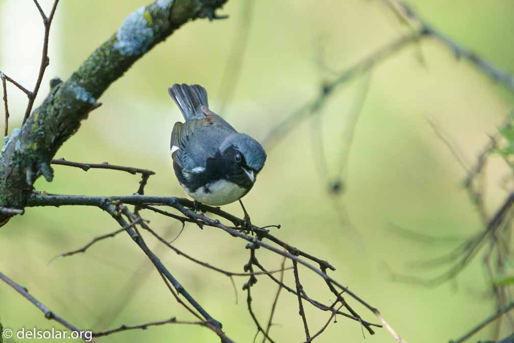 ILCE-6500  --  FE 200-600mm F5.6-6.3 G OSS -- 1/1000 sec at f / 6.3 -- ISO 1250 -- 0 EV -- 