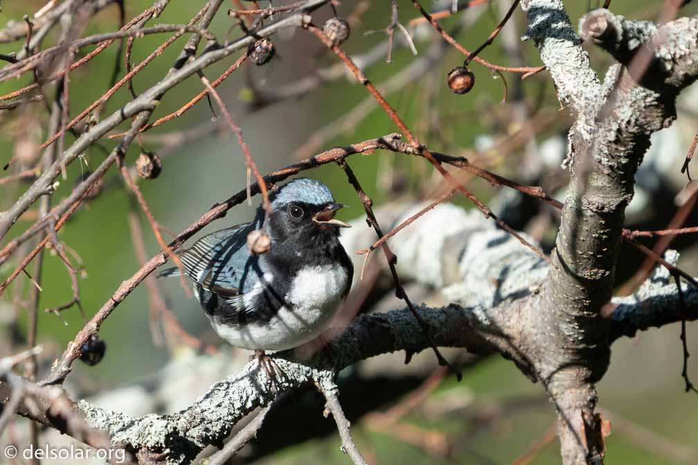 ILCE-6500  --  FE 200-600mm F5.6-6.3 G OSS -- 1/1000 sec at f / 6.3 -- ISO 400 -- 0 EV -- 