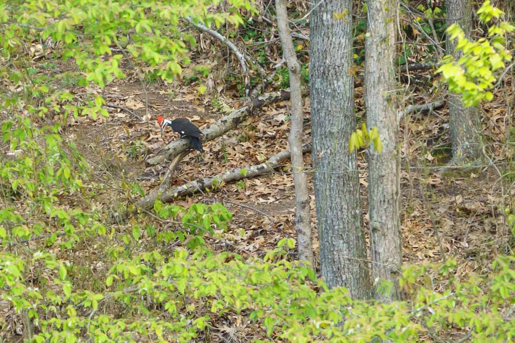 ILCE-6600  --  FE 200-600mm F5.6-6.3 G OSS -- 1/1000 sec at f / 5.6 -- ISO 1600 -- 0 EV -- 