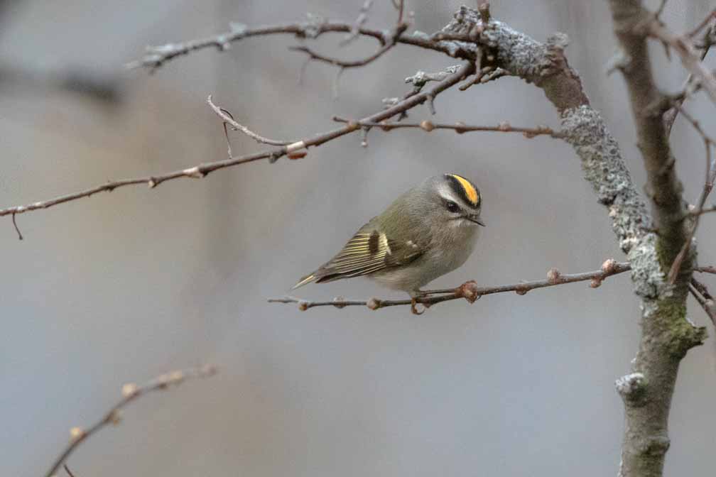 Canon EOS 7D Mark II  --  EF600mm f/4L IS II USM -- 1/1600 sec at f / 6.3 -- ISO 6400 -- 0 EV -- 