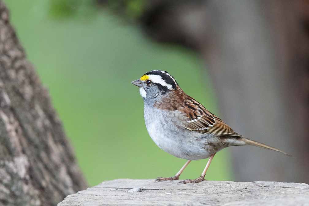 Canon EOS R6  --  EF600mm f/4L IS II USM +1.4x III -- 1/1000 sec at f / 6.3 -- ISO 6400 -- 0 EV -- 