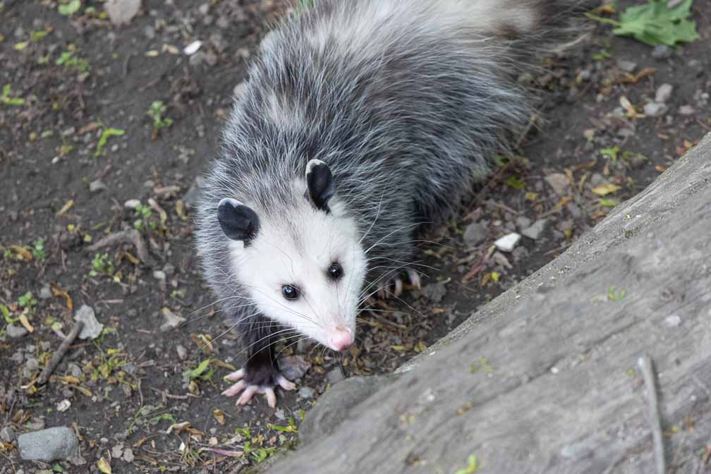 Canon EOS R6  --  EF600mm f/4L IS II USM +1.4x III -- 1/1000 sec at f / 5.6 -- ISO 4000 -- 0 EV -- 