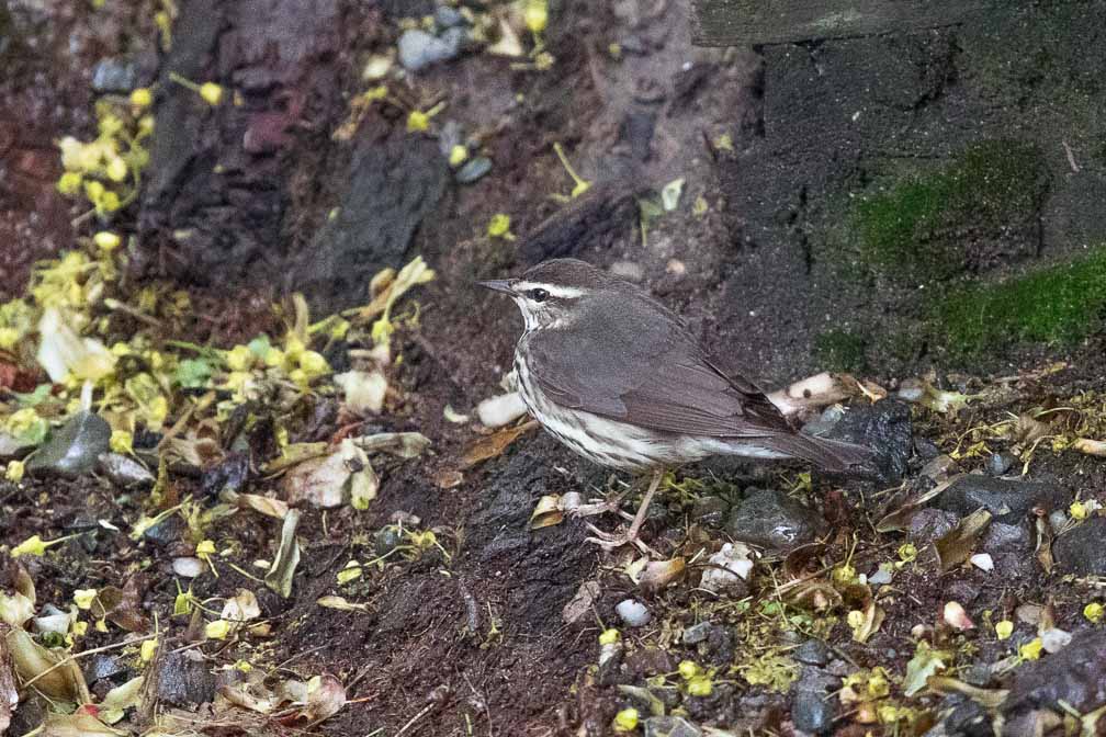 Canon EOS R6  --  EF600mm f/4L IS II USM +1.4x III -- 1/500 sec at f / 5.6 -- ISO 12800 -- 0 EV -- 