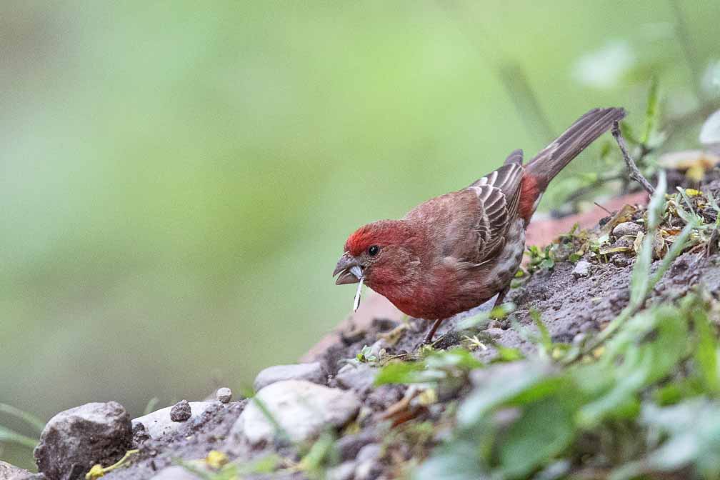 Canon EOS R6  --  EF600mm f/4L IS II USM +1.4x III -- 1/1000 sec at f / 6.3 -- ISO 8000 -- 0 EV -- 