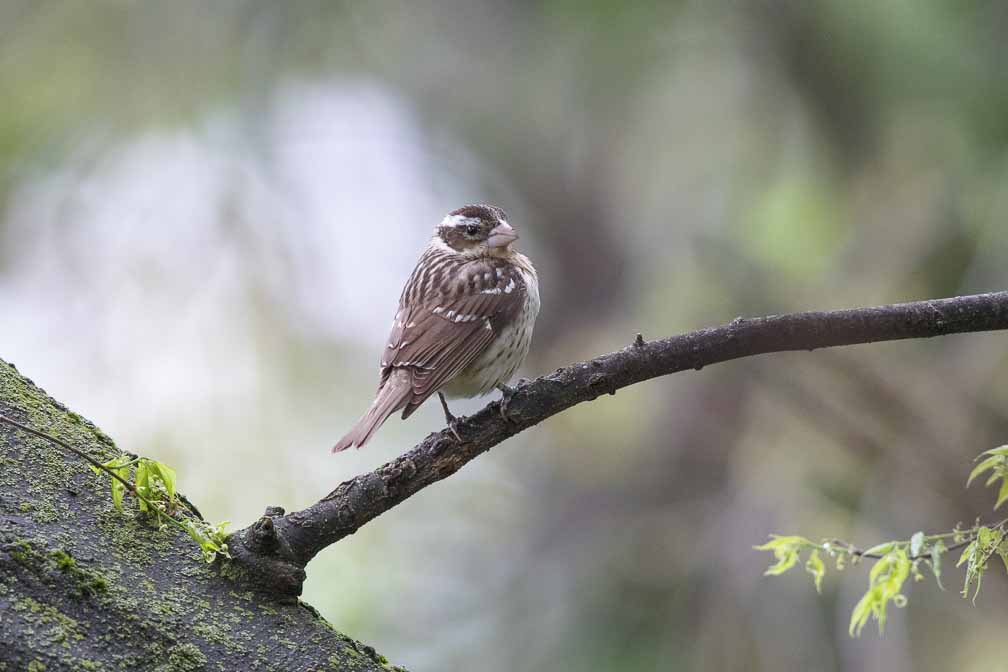 Canon EOS R6  --  EF600mm f/4L IS II USM +1.4x III -- 1/1000 sec at f / 5.6 -- ISO 4000 -- 0 EV -- 