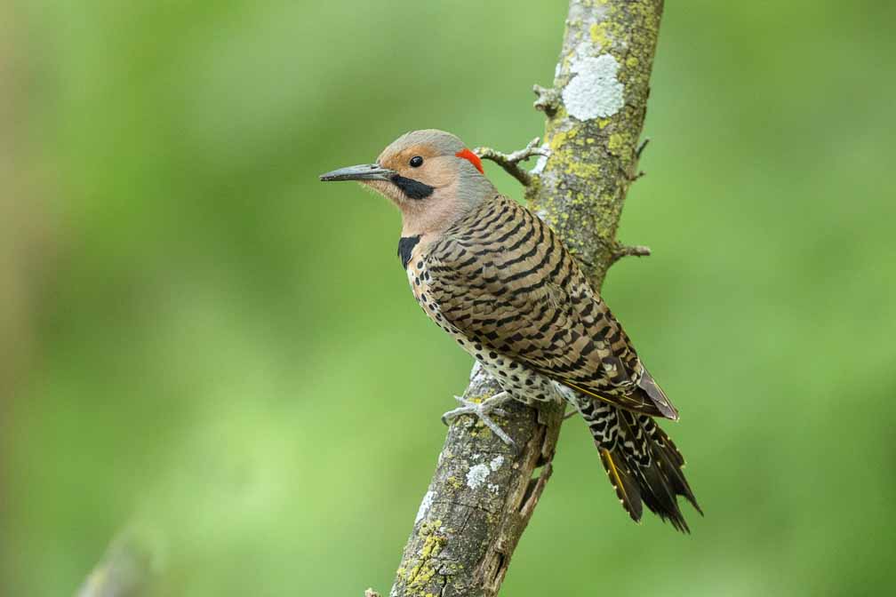 Canon EOS R6  --  EF600mm f/4L IS II USM +1.4x III -- 1/1000 sec at f / 5.6 -- ISO 5000 -- 0 EV -- 