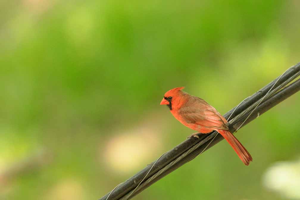 Canon EOS R6  --  EF600mm f/4L IS II USM +1.4x III -- 1/1000 sec at f / 5.6 -- ISO 5000 -- 0 EV -- 