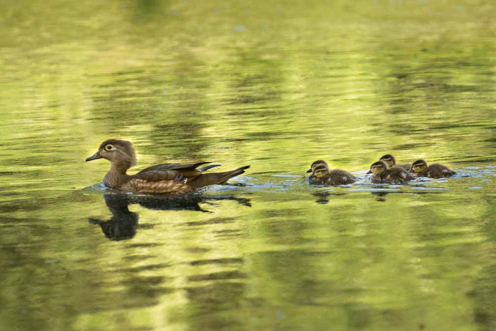 Canon EOS R6  --  EF100-400mm f/4.5-5.6L IS II USM +1.4x III -- 1/1000 sec at f / 8.0 -- ISO 2000 -- 0 EV -- 