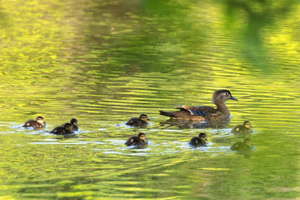 Canon EOS R6  --  EF100-400mm f/4.5-5.6L IS II USM +1.4x III -- 1/1000 sec at f / 8.0 -- ISO 3200 -- 0 EV -- 