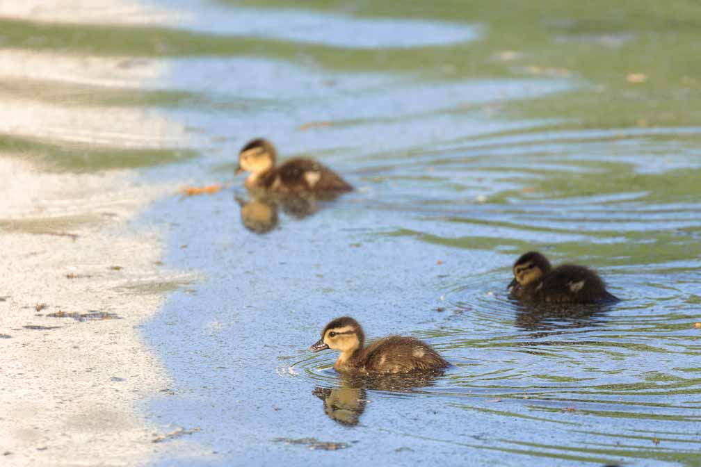 Canon EOS R6  --  EF100-400mm f/4.5-5.6L IS II USM +1.4x III -- 1/1000 sec at f / 8.0 -- ISO 800 -- 0 EV -- 