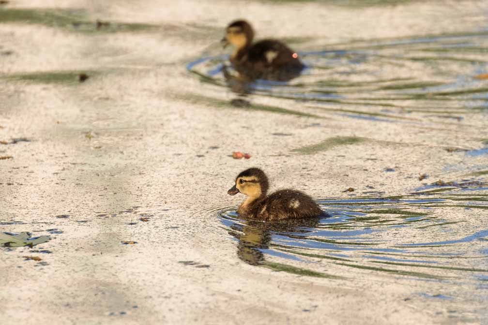 Canon EOS R6  --  EF100-400mm f/4.5-5.6L IS II USM +1.4x III -- 1/1250 sec at f / 8.0 -- ISO 500 -- 0 EV -- 