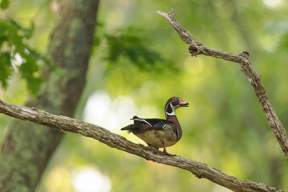 Canon EOS R6  --  EF600mm f/4L IS II USM +1.4x III -- 1/1000 sec at f / 5.6 -- ISO 3200 -- 0 EV -- 