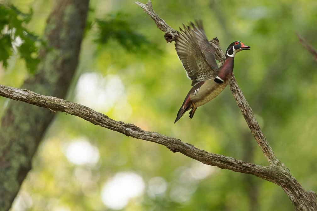 Canon EOS R6  --  EF600mm f/4L IS II USM +1.4x III -- 1/1000 sec at f / 5.6 -- ISO 3200 -- 0 EV -- 