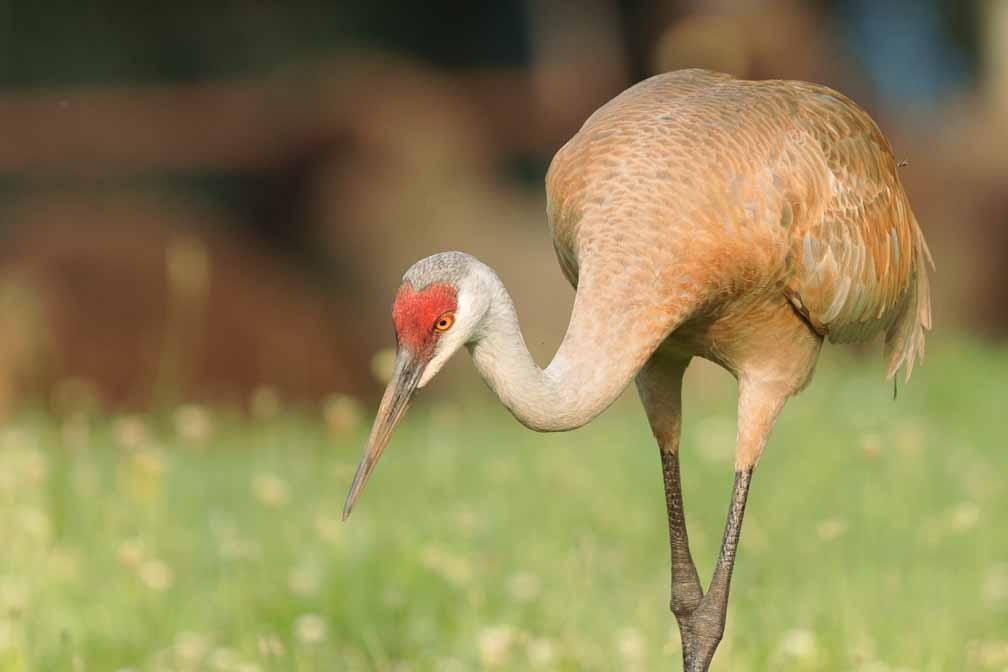 Canon EOS R6  --  EF600mm f/4L IS II USM -- 1/1000 sec at f / 4.0 -- ISO 400 -- 0 EV -- 