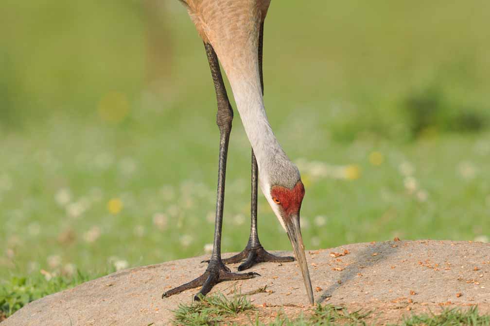 Canon EOS R6  --  EF600mm f/4L IS II USM -- 1/500 sec at f / 5.6 -- ISO 320 -- 0 EV -- 