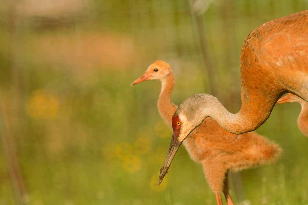 Canon EOS R6  --  EF600mm f/4L IS II USM -- 1/1000 sec at f / 5.6 -- ISO 200 -- 0 EV -- 