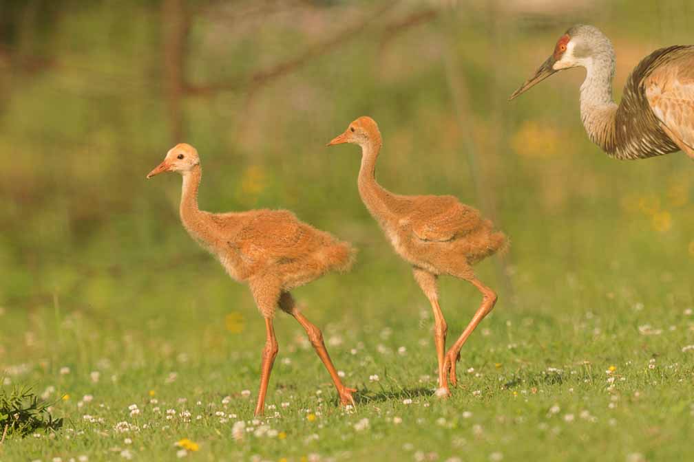 Canon EOS R6  --  EF600mm f/4L IS II USM -- 1/800 sec at f / 6.3 -- ISO 200 -- 0 EV -- 