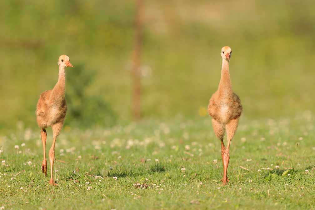 Canon EOS R6  --  EF600mm f/4L IS II USM -- 1/1000 sec at f / 5.6 -- ISO 200 -- 0 EV -- 