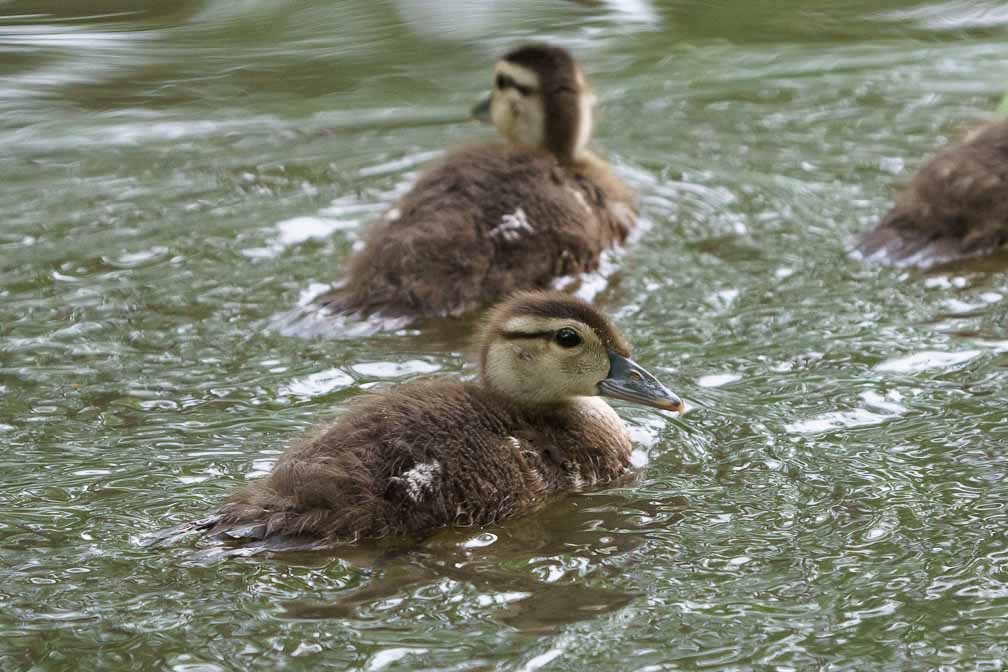 ILCE-7M3  --  FE 200-600mm F5.6-6.3 G OSS -- 1/800 sec at f / 7.1 -- ISO 4000 -- 0 EV -- 