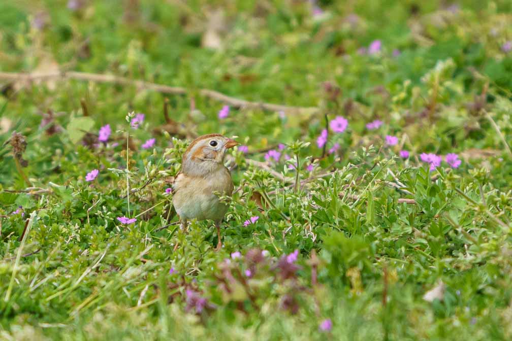 ILCE-6600  --  FE 200-600mm F5.6-6.3 G OSS -- 1/2000 sec at f / 6.3 -- ISO 1000 -- 0 EV -- 