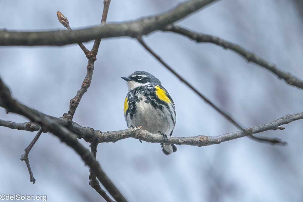 ILCE-9  --  FE 200-600mm F5.6-6.3 G OSS -- 1/1000 sec at f / 7.1 -- ISO 1600 -- 0 EV -- 