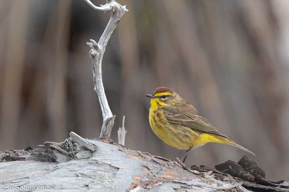 ILCE-9  --  FE 200-600mm F5.6-6.3 G OSS -- 1/1250 sec at f / 7.1 -- ISO 1600 -- 0 EV -- 