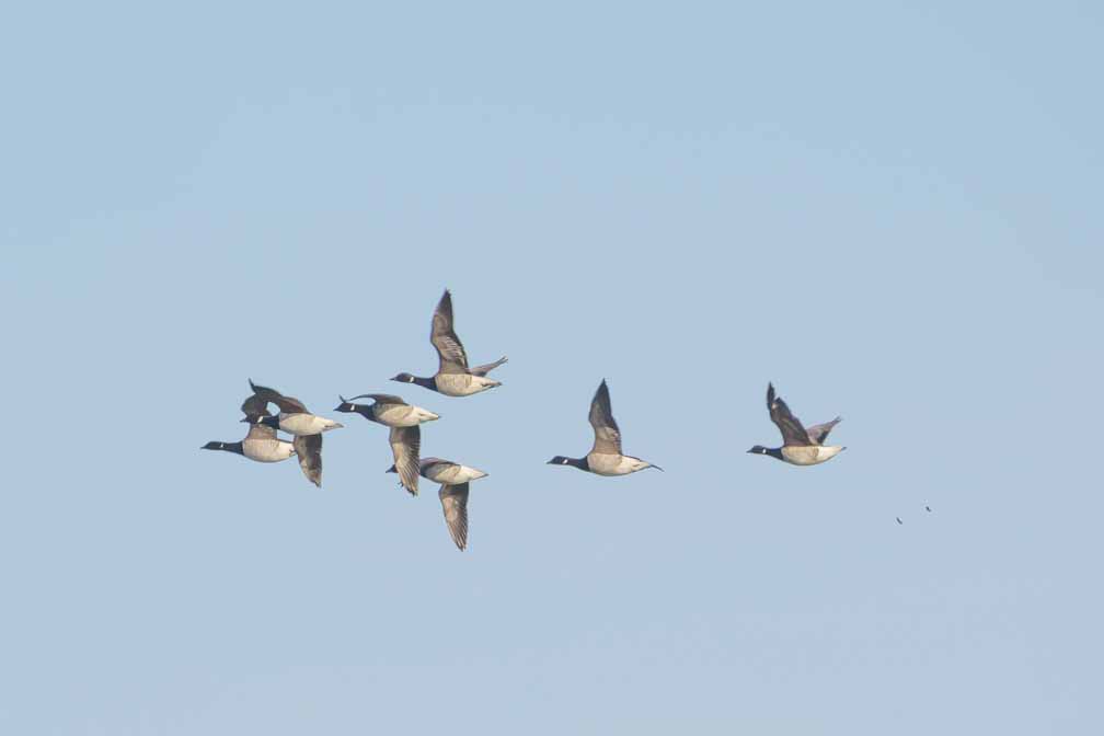 ILCE-6600  --  FE 200-600mm F5.6-6.3 G OSS -- 1/1000 sec at f / 9.0 -- ISO 160 -- 0 EV -- 