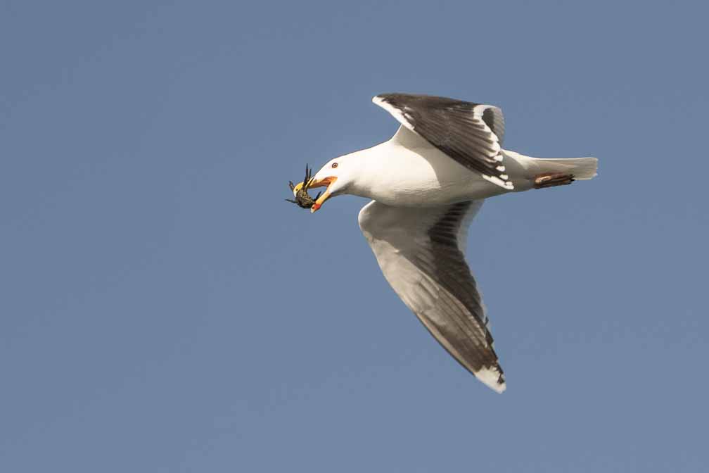 ILCE-6600  --  FE 200-600mm F5.6-6.3 G OSS -- 1/1000 sec at f / 8.0 -- ISO 320 -- 0 EV -- 