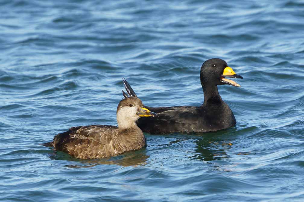 ILCE-6600  --  FE 200-600mm F5.6-6.3 G OSS -- 1/2000 sec at f / 8.0 -- ISO 1000 -- 0 EV -- 