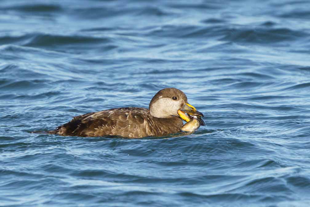 ILCE-6600  --  FE 200-600mm F5.6-6.3 G OSS -- 1/2500 sec at f / 8.0 -- ISO 1000 -- 0 EV -- 