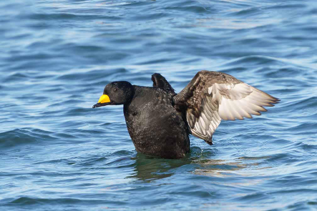 ILCE-6600  --  FE 200-600mm F5.6-6.3 G OSS -- 1/2500 sec at f / 8.0 -- ISO 1000 -- 0 EV -- 