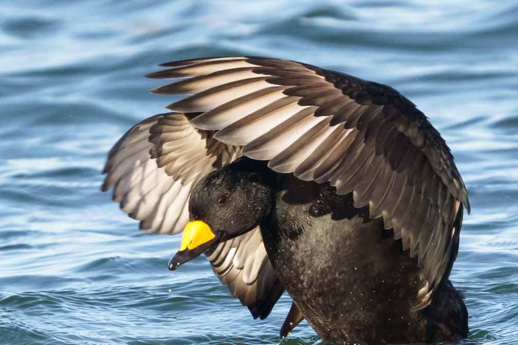 ILCE-6600  --  FE 200-600mm F5.6-6.3 G OSS -- 1/2500 sec at f / 8.0 -- ISO 1000 -- 0 EV -- 