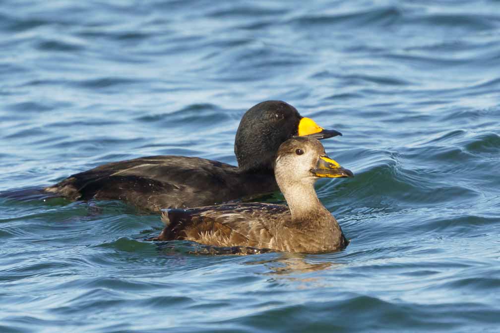 ILCE-6600  --  FE 200-600mm F5.6-6.3 G OSS -- 1/2500 sec at f / 8.0 -- ISO 1000 -- 0 EV -- 