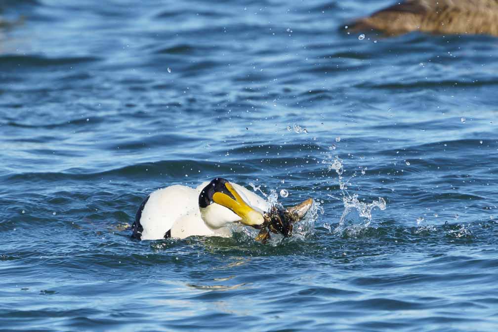 ILCE-6600  --  FE 200-600mm F5.6-6.3 G OSS -- 1/2500 sec at f / 8.0 -- ISO 1000 -- 0 EV -- 