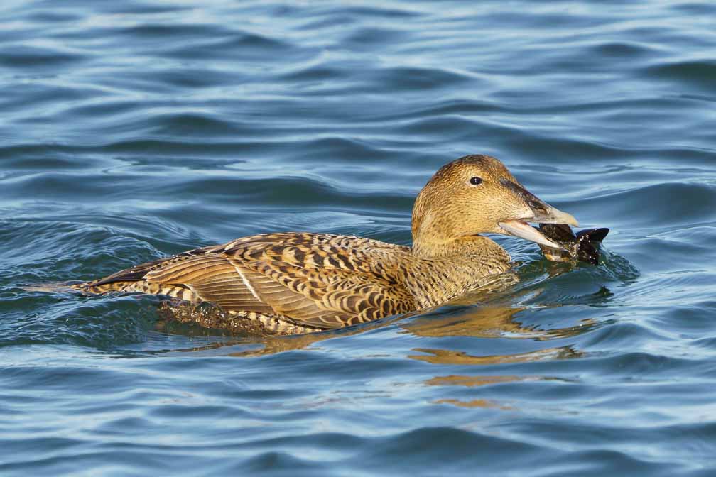 ILCE-6600  --  FE 200-600mm F5.6-6.3 G OSS -- 1/2500 sec at f / 8.0 -- ISO 1000 -- 0 EV -- 